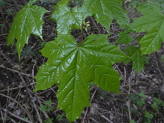 Acer platanoides