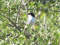 Microspingus melanoleucus