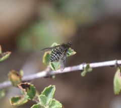 Conophorus fenestratus