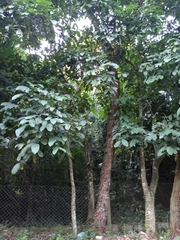 Guarea kunthiana