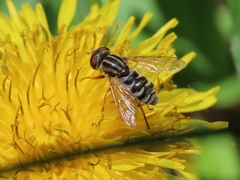 Anasimyia anausis