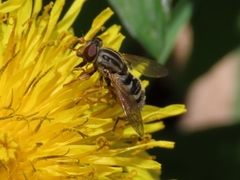 Anasimyia anausis