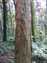 Melaleuca cajuputi cumingiana