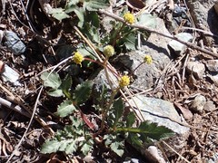 Sanicula bipinnatifida