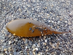 Adenocystis utricularis