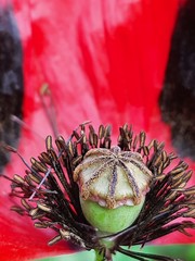 Papaver commutatum