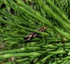 Nerophilus californicus