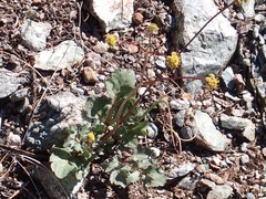 Sanicula bipinnatifida