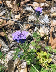 Glandularia latilobata