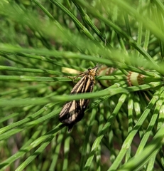 Nerophilus californicus