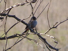 Pyrocephalus rubinus