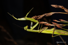 Paramantis sacra