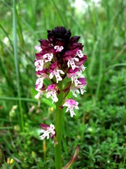 Neotinea ustulata ustulata