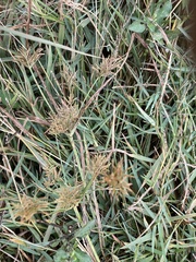 Cyperus esculentus