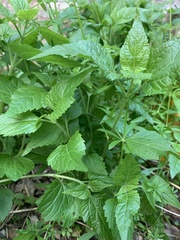 Ageratina altissima