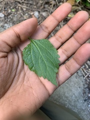 Ageratina altissima