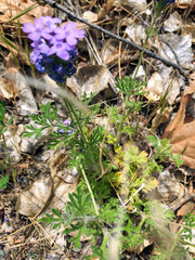 Glandularia latilobata