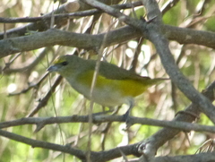 Euphonia chlorotica
