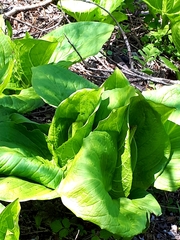 Symplocarpus foetidus