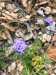 Glandularia latilobata