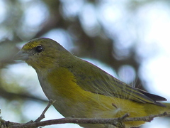 Euphonia chlorotica