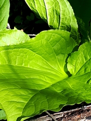 Symplocarpus foetidus