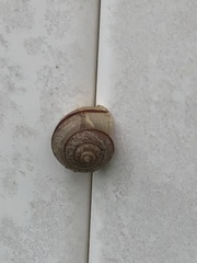 Bradybaena similaris