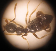 Technomyrmex pallipes