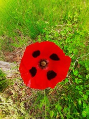 Papaver commutatum