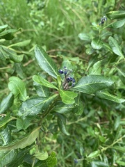 Monnina crassifolia