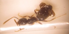 Technomyrmex pallipes
