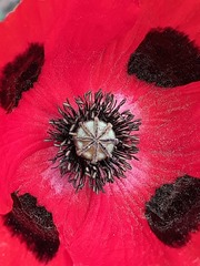 Papaver commutatum