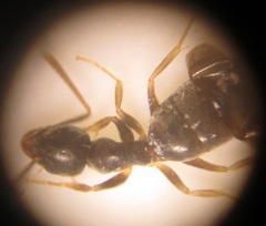 Technomyrmex pallipes