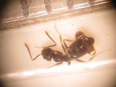 Technomyrmex pallipes
