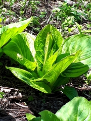 Symplocarpus foetidus