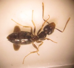 Technomyrmex pallipes