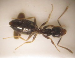 Technomyrmex pallipes