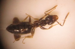 Technomyrmex pallipes