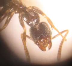 Technomyrmex pallipes