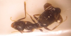 Technomyrmex pallipes