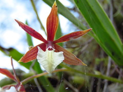 Prosthechea hastata