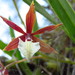 Prosthechea hastata - Photo (c) geomanuel, some rights reserved (CC BY-NC), uploaded by geomanuel