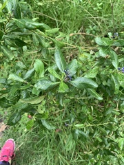 Monnina crassifolia