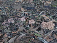 Ramaria botrytoides