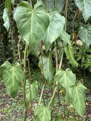 Philodendron hederaceum