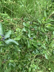 Monnina crassifolia