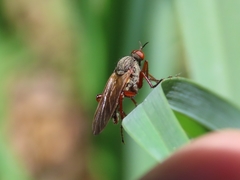 Empis spectabilis