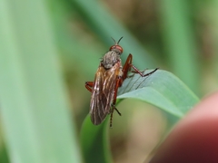 Empis spectabilis
