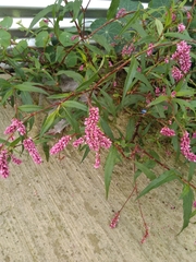 Persicaria