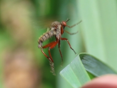 Empis spectabilis